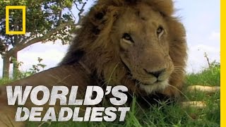 Lion vs Lion  Worlds Deadliest [upl. by Sonya659]