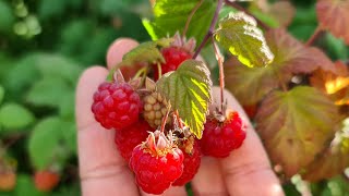 Bahçemden🏡 ahududu frambuaz reçeli recept recel marmelat tarifler [upl. by Higinbotham]