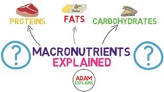 What Are Macronutrients  Macros Explained [upl. by Attenal943]