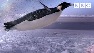 How does a penguin launch itself from the sea  The Wonder of Animals  BBC [upl. by Amzu]