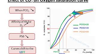 Allosteric effectors of Hemoglobin [upl. by Ahsemak293]