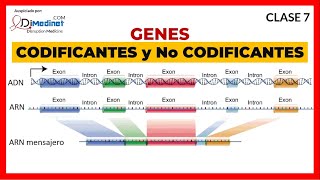 🔴 7 GENES CODIFICANTES EXONES y NO CODIFICANTES INTRONES 🧬 ▶ BIOLOGIA MOLECULAR [upl. by Sisely31]