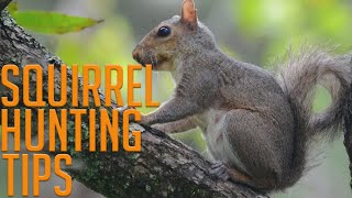 Four Squirrel Hunting Tips [upl. by Wentworth594]