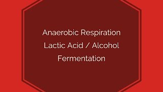 Anaerobic RespirationLeaving Cert Biology [upl. by Shaefer]