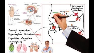 Pharmacology  OPIOIDS MADE EASY [upl. by Ahsinor790]