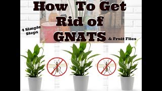 How to Get Rid of Gnats in Houseplants [upl. by Enyawd]