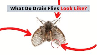 What Are Drain Flies Identify amp Treatment [upl. by Helse]