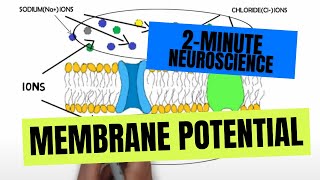 2Minute Neuroscience Membrane Potential [upl. by Enilasor320]