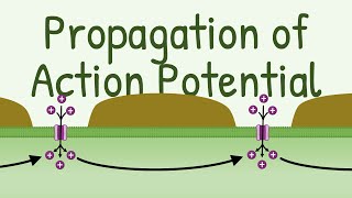 Propagation of Action Potential [upl. by Lissie]