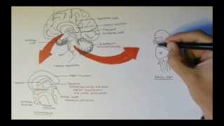 Brain Anatomy Overview  Lobes Diencephalon Brain Stem amp Limbic System [upl. by Saenihp]