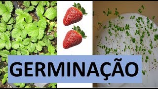 Como germinar e plantar sementes de morango com dicas para cultivo [upl. by Felton188]