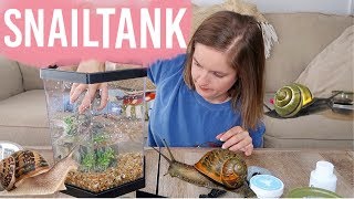 Setting Up My Aquatic Snail Tank [upl. by Nilek]