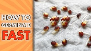 How To Germinate Seeds FAST  Paper Towel Seed GERMINATION Method [upl. by Gleich]