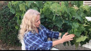 HOW TO PRUNE GRAPE VINES IN SUMMER  EASY INSTRUCTIONS [upl. by Hussein]