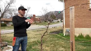 Cane Pruning Grape Vines in 6 Minutes [upl. by Aizahs173]