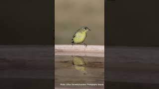 A Singer of Spring The American Goldfinch [upl. by Ellednahs]