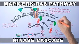 MAPKERK Signaling Pathway [upl. by Siegel]