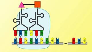 Animation 261 Protein synthesis [upl. by Dunseath]