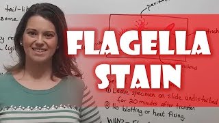 Flagella Stain [upl. by Melany]