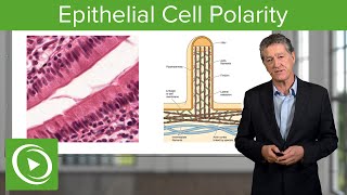 Epithelial Cell Polarity – Histology  Lecturio [upl. by Linkoski871]