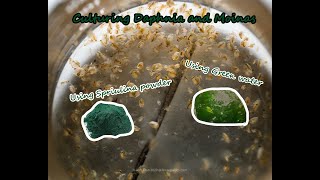 How To Culture Daphnia and Moinas using Green Water Spirulina powder [upl. by Cortie]