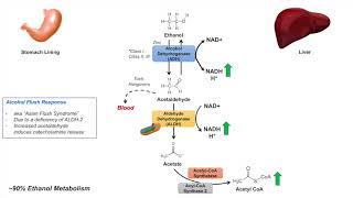 Ethanol Absorption and Metabolism  Alcohol Metabolism Pathway [upl. by Arramas709]