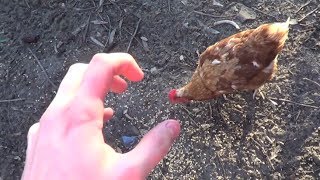 How To Fight a Chicken [upl. by Ninette584]