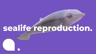 How Fish Reproduce  Exploring the Deep Blue Ep 5 [upl. by Lean830]