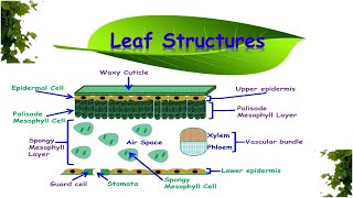 Leaf Structures amp Functions [upl. by Walford]