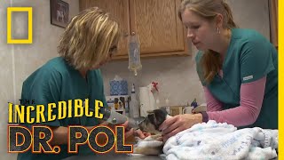 Whats Moo with Ewe Full Episode  The Incredible Dr Pol [upl. by Ahsinyt]