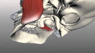 Muscles of Mastication  Anatomy Tutorial [upl. by Lenhart22]