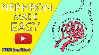 NEPHRON Structure amp Function Made Easy  Human Excretory System Simple Explanation [upl. by Corwun]