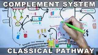 Complement System  Classical Pathway [upl. by Odnavres]