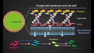 fungal cell animation [upl. by Tnecnivleahcim788]