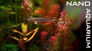 New NANO AQUARIUM For KILLIFISH [upl. by Akirderf]