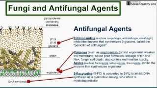 Fungi and Antifungal Agents [upl. by Viviene]