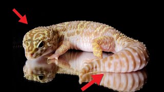 Leopard Gecko Body Language [upl. by Jethro898]