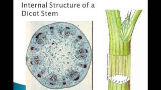 Plant Parts and Functions [upl. by Abisha]