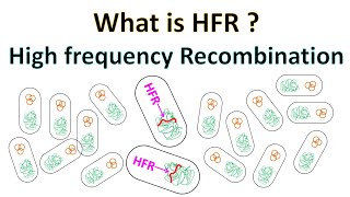 HFR  High Frequency Recombination [upl. by Shaughn]