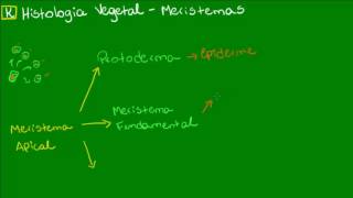 Meristemas primários  Botânica  Biologia [upl. by Nodrog]