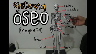 Sistema Oseo maqueta de papel [upl. by Arremat]