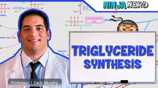 Metabolism  Triglyceride Synthesis [upl. by Styles]