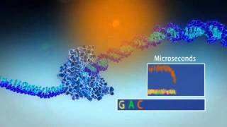 Single Molecule Real Time Sequencing  Pacific Biosciences [upl. by Dilaw173]