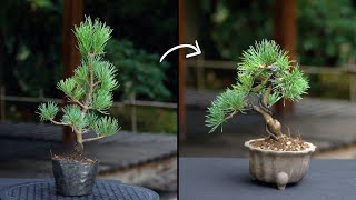 Creating a Pine Bonsai [upl. by Temple]