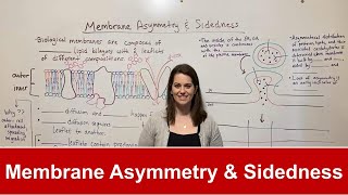 Membrane Asymmetry and Sidedness [upl. by Niraj]