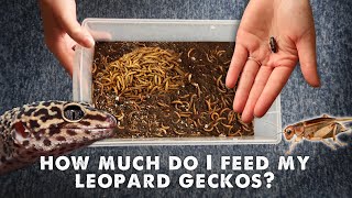 How Much amp What I Feed My Leopard Gecko  UPDATED [upl. by Eldreeda]