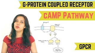 cAMP PATHWAY  GPROTEIN COUPLED RECEPTOR GPCR [upl. by Alesram225]