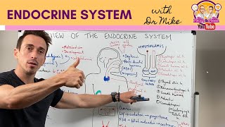 Overview of the Endocrine System [upl. by Kantor569]