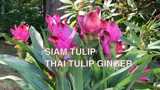 How To Grow Curcuma Ginger Plant [upl. by Grethel336]