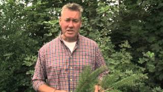 Identifying Douglas Fir [upl. by Tergram]